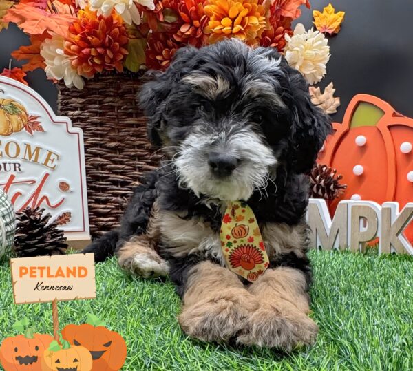 [#252523-02] Tri-Colored M Bernedoodle Puppies For Sale