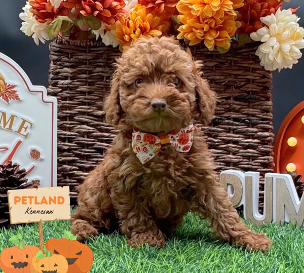 [#251935-02] Red F Poodle Puppies For Sale
