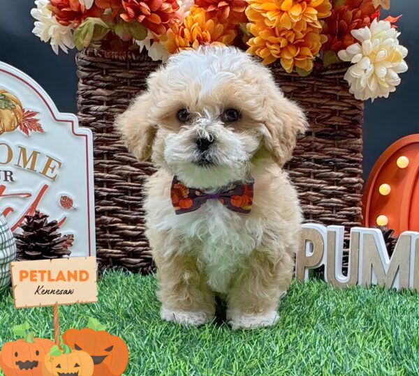 [#252002-03] Apricot F Teddy Bear Puppies For Sale