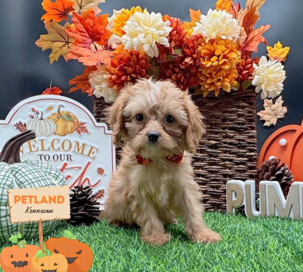 [#252462-02] Red F Cavapoo Puppies For Sale