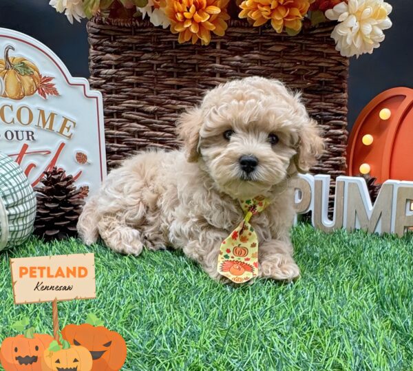 [#252486-02] Tan M Maltipoo Puppies For Sale