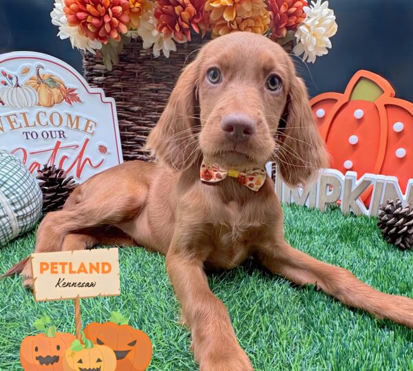 [#252187-12] Red F Irish Setter Puppies For Sale