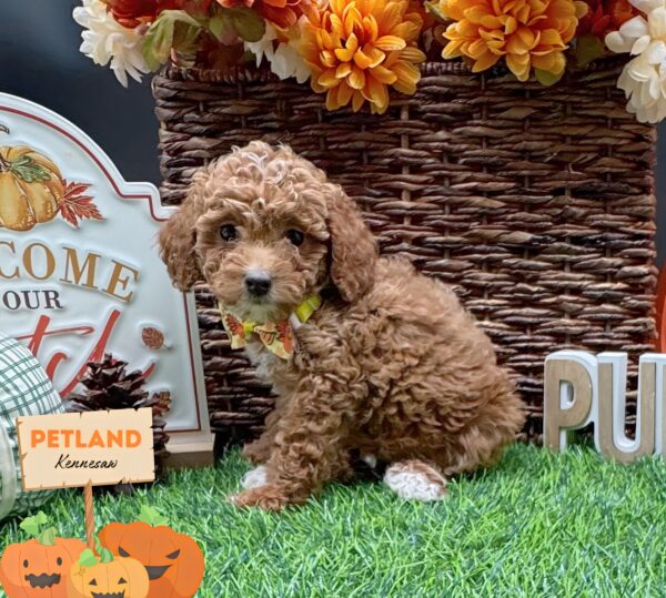 [#252355-08] Red F Goldendoodle Mini Puppies For Sale