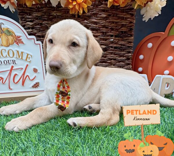 [#25299-01] Yellow M Labrador Retriever Puppies For Sale