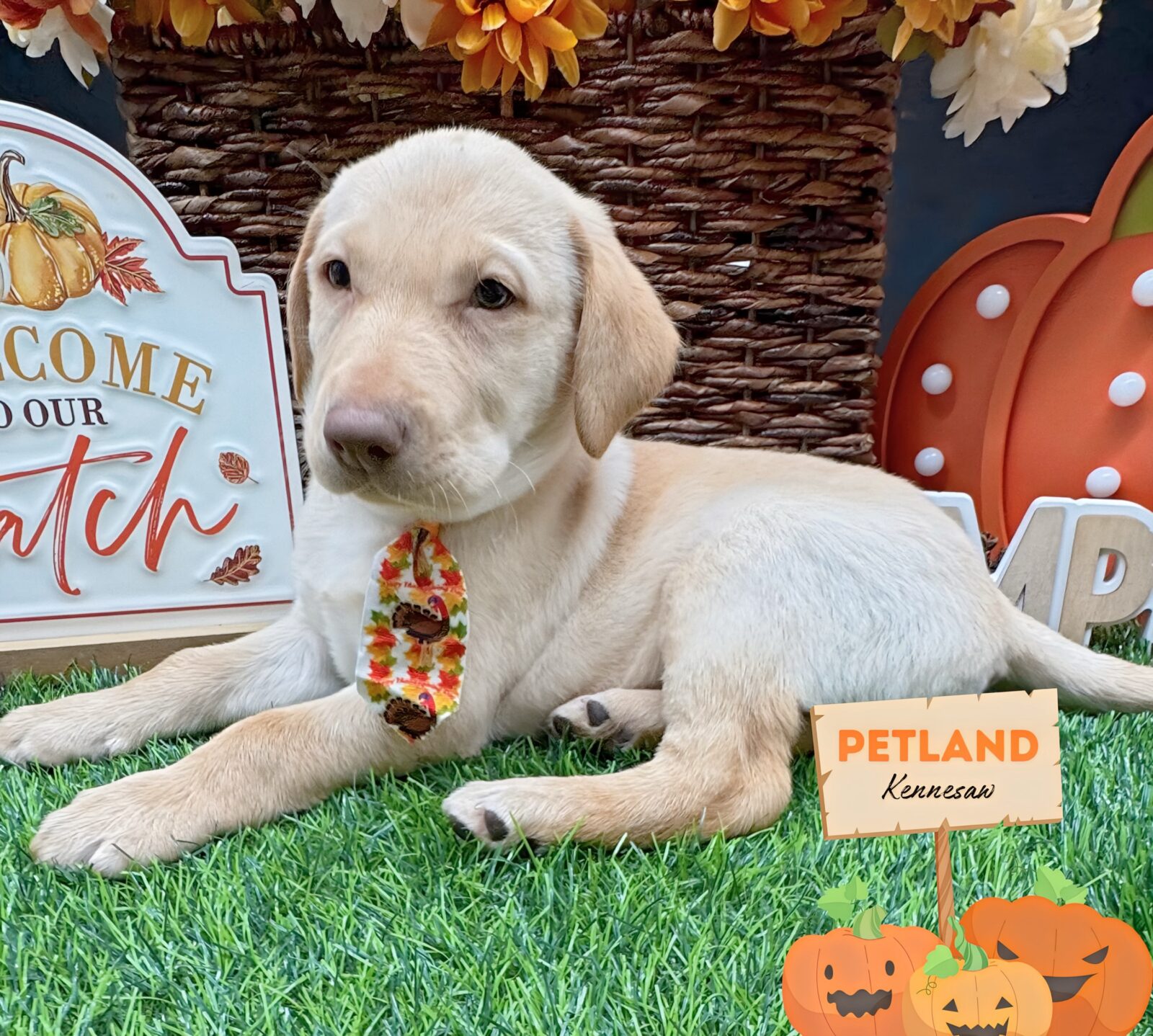 Labrador Retriever Puppy Yellow ID: 32238 Located at Petland