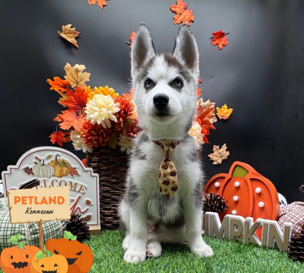 [#252685-01] Black / White M Siberian Husky Puppies For Sale