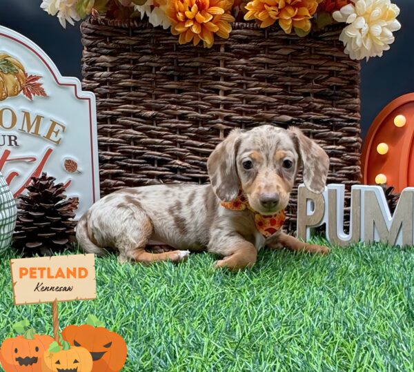 [#252367-03] Isabella F Dachshund Puppies For Sale