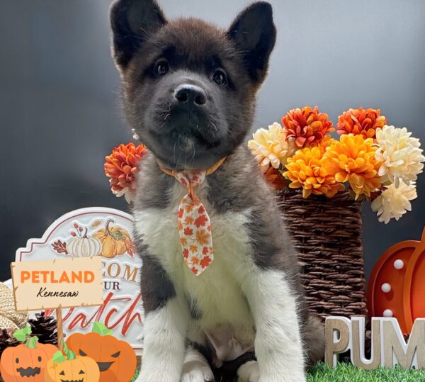 [#25301-02] Black / White M Akita Puppies For Sale