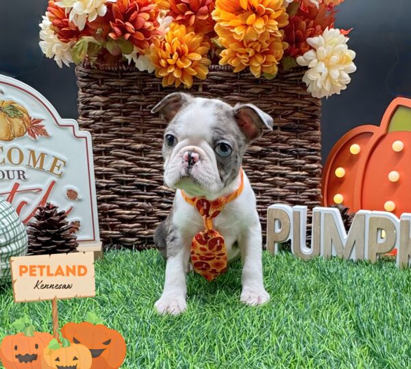[#252373-01] Blue Merle M Boston Terrier Puppies For Sale