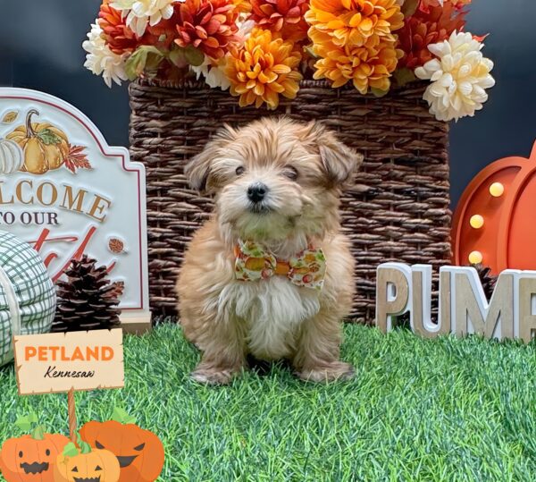 [#252554-01] Brown F Morkie Puppies For Sale