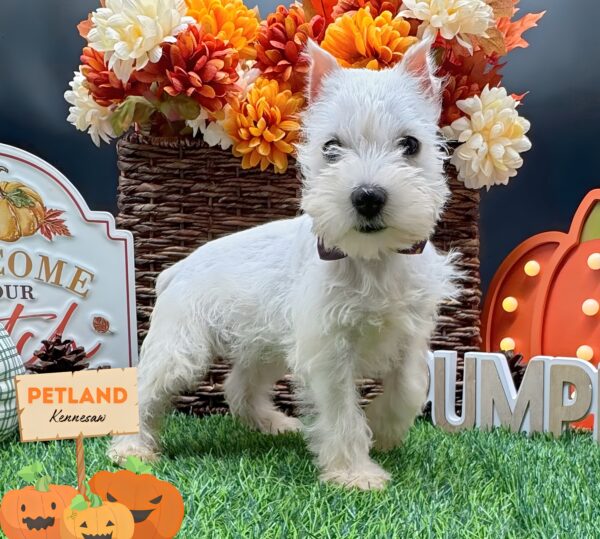 [#252368-04] White F Miniature Schnauzer Puppies For Sale
