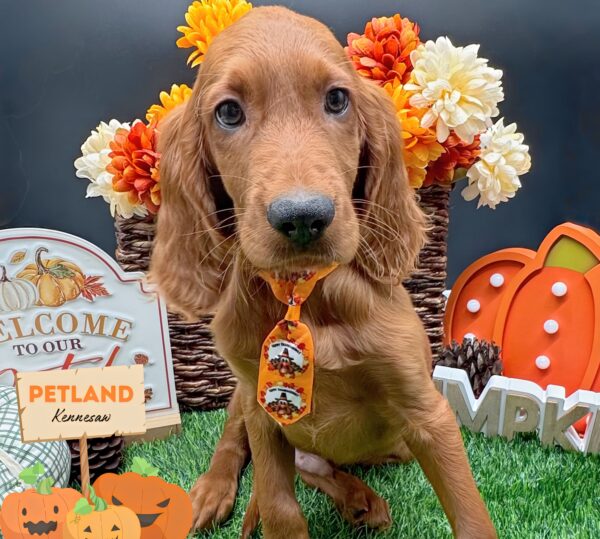 [#252187-03] Red M Irish Setter Puppies For Sale