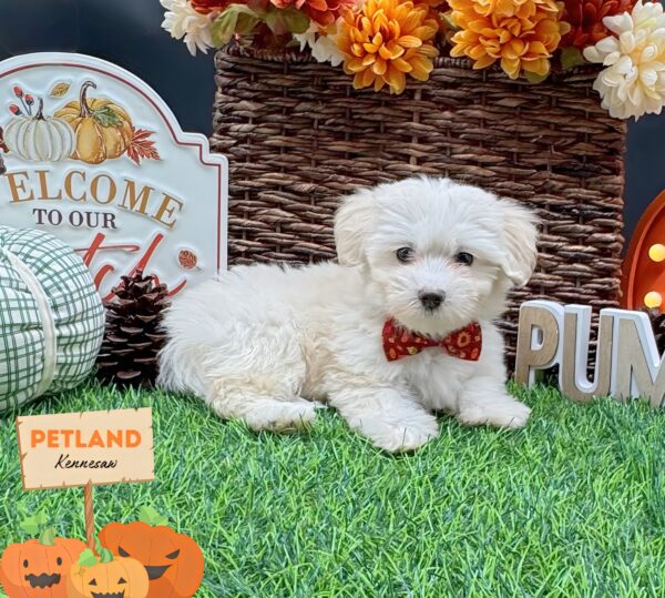 [#252329-06] White F Coton de Tulear Puppies For Sale