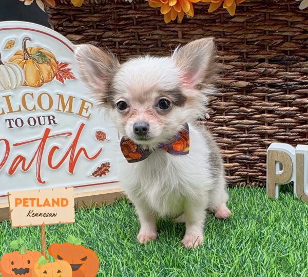 [#251955-04] White / Blue F Chihuahua Puppies For Sale