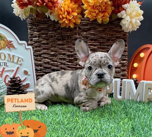 [#251786-06] Blue Merle F Frenchton Puppies For Sale