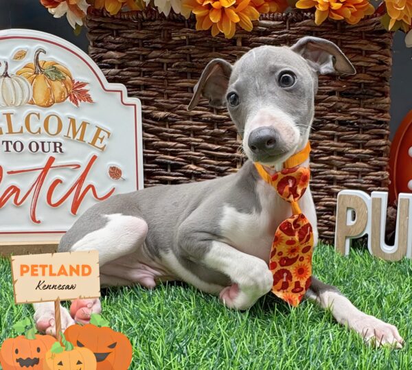 [#252246-05] Blue / White M Italian Greyhound Puppies For Sale