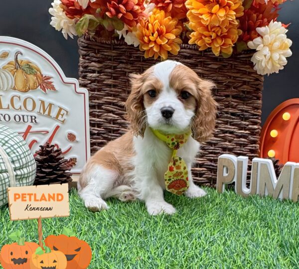 [#252726-01] Blenheim M Cavalier King Charles Spaniel Puppies For Sale