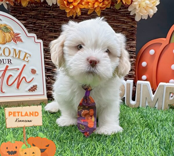[#251858-01] White M Shih Tzu Puppies For Sale