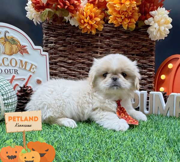 [#252400-03] White M Pekingese Puppies For Sale