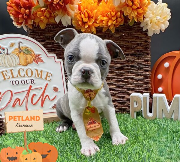 [#252232-02] Blue / White M Boston Terrier Puppies For Sale