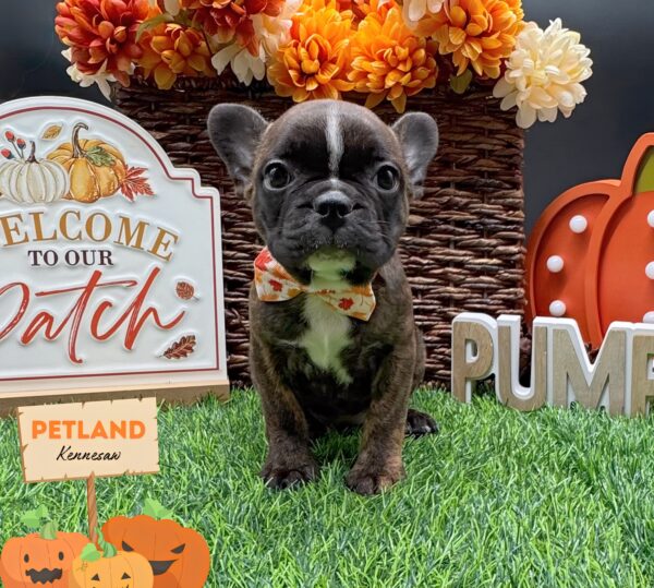 [#251716-05] Brindle F Frenchton Puppies For Sale
