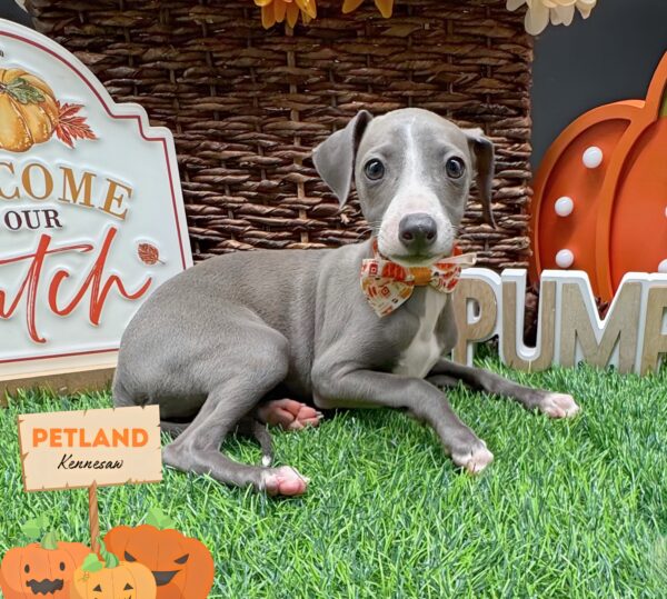[#252246-10] Blue / White F Italian Greyhound Puppies For Sale