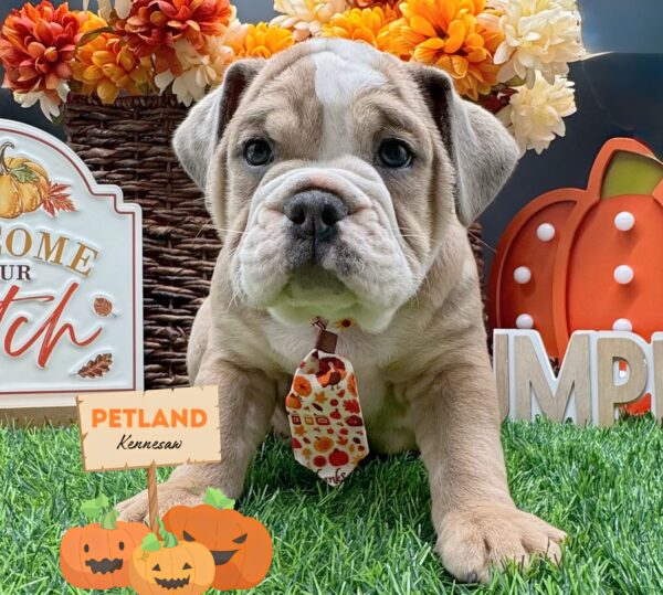 [#251757-02] Chocolate Merle M Beabull 3/4 Puppies For Sale