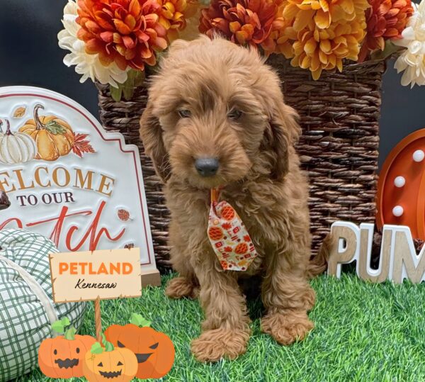 [#252269-02] Red M Goldendoodle Mini Puppies For Sale