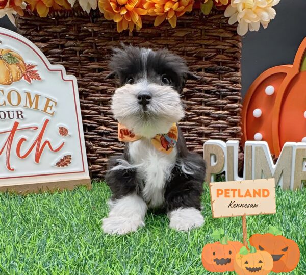 [#251732-06] Black / White F Miniature Schnauzer Puppies For Sale