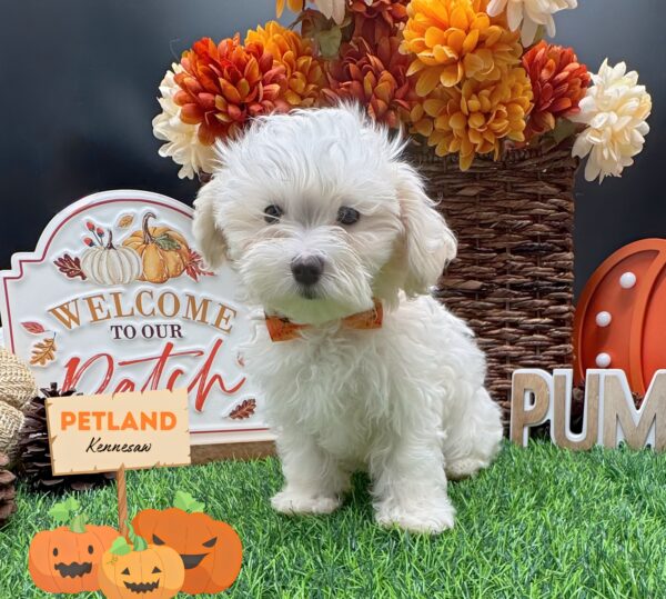 [#252201-02] Cream F Morkie Puppies For Sale