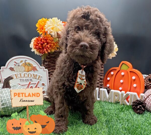 [#252281-01] Brown M Lagotto Romagnolo Puppies For Sale