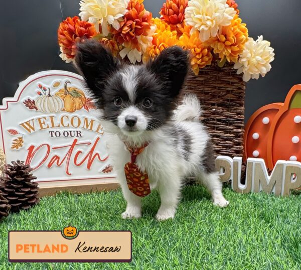[#252168-01] Black / White M Papillon Puppies For Sale