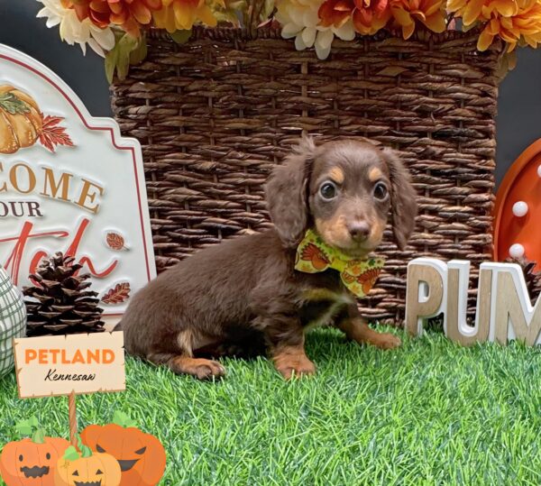 [#25744-03] Chocolate F Dachshund Puppies For Sale