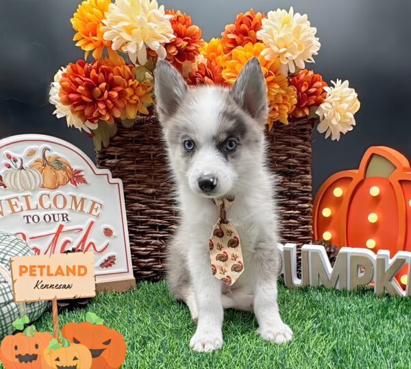 [#25834-01] Blue Merle M Pomsky Puppies For Sale