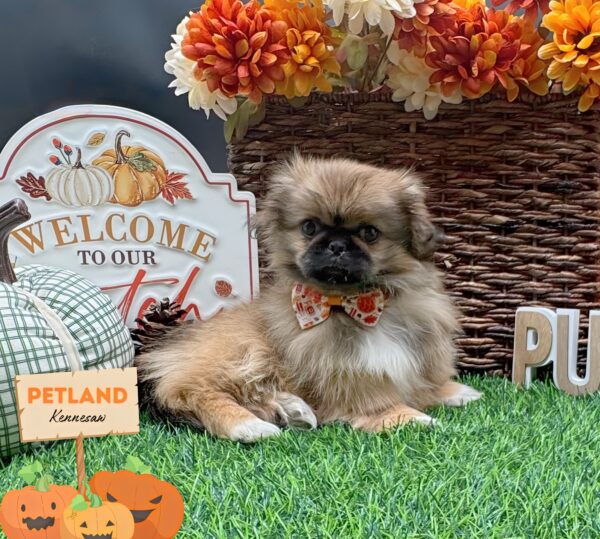 [#252188-02] Sable F Pekingese Puppies For Sale