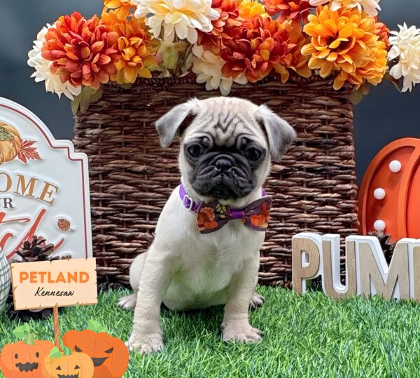 [#251861-06] Fawn F Pug Puppies For Sale