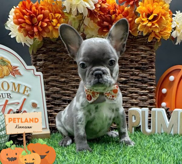 [#25874-02] Blue Merle F French Bulldog Puppies For Sale