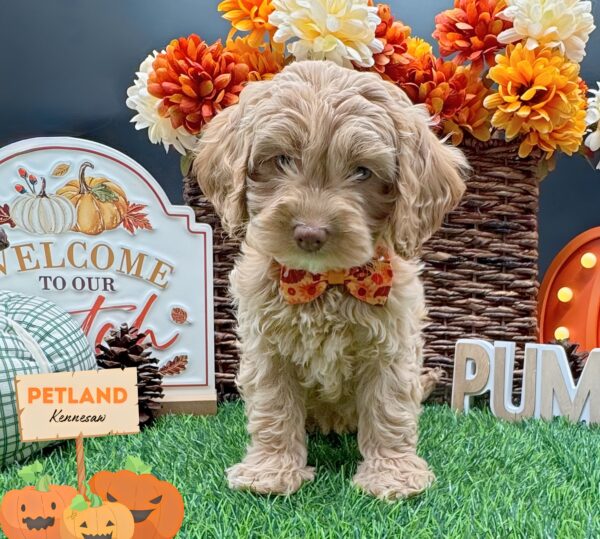 [#251961-06] Red F Cockadoodle Puppies For Sale