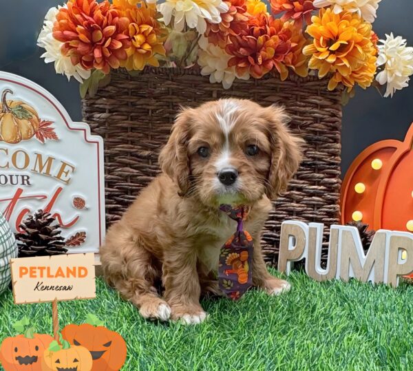 [#251834-01] Ruby M Cavalier King Charles Spaniel Puppies For Sale