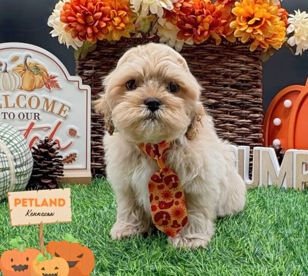 [#25775-02] Cream M ShizaPoo Puppies For Sale