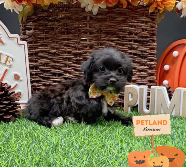 [#251782-02] Black / White F Yochon Puppies For Sale