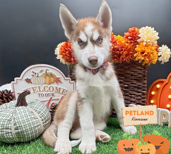 [#252403-05] Red / White F Siberian Husky Puppies For Sale