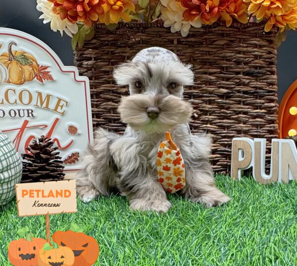 [#251733-02] Liver M Miniature Schnauzer Puppies For Sale