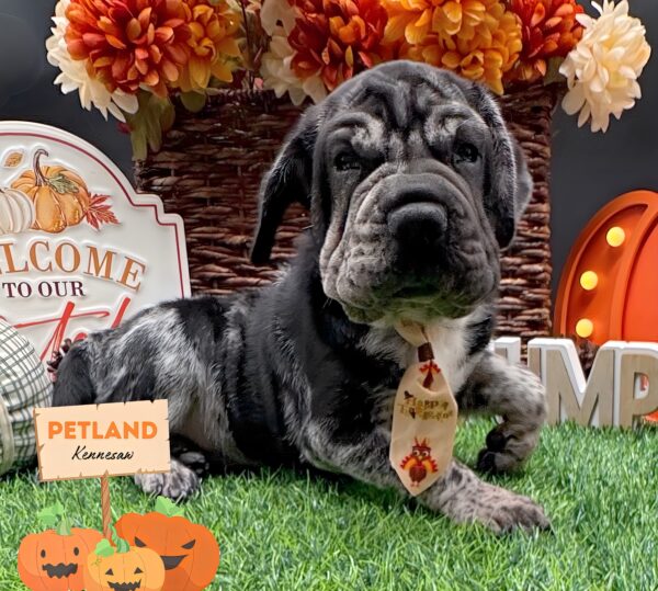[#252346-02] Merle M Hippo Mini Puppies For Sale