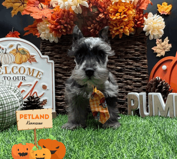 [#252053-02] Blue Merle M Miniature Schnauzer Puppies For Sale