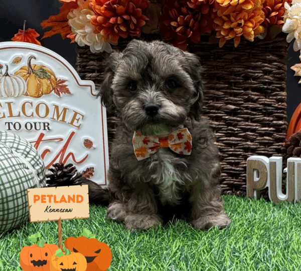 [#251966-06] Tri-Colored F Yochon Puppies For Sale