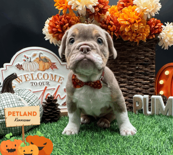 [#25726-07] Lilac F Beabull 7/8 Puppies For Sale