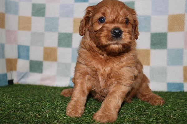 [#251958-04] Red F Goldendoodle Puppies For Sale