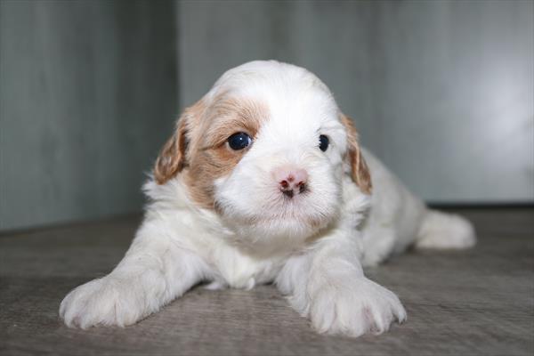 [#251970-04] White F ShihPoo Puppies For Sale