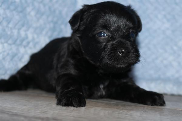 [#251951-03] Black F Yochon Puppies For Sale